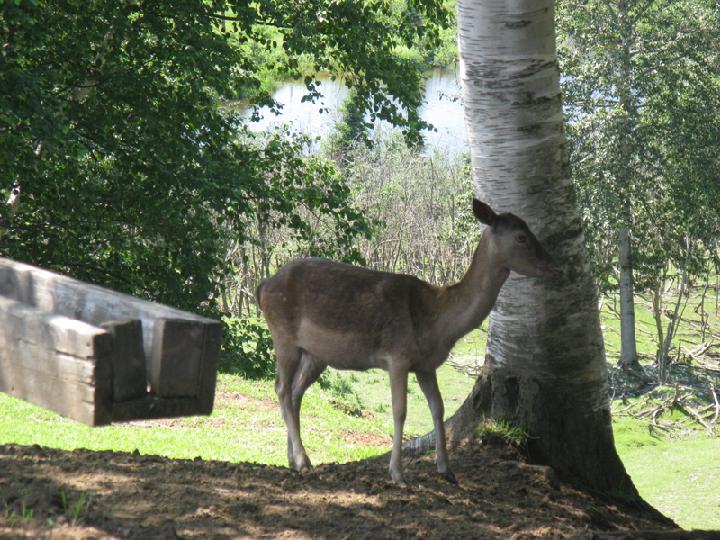 Ferme 005.JPG